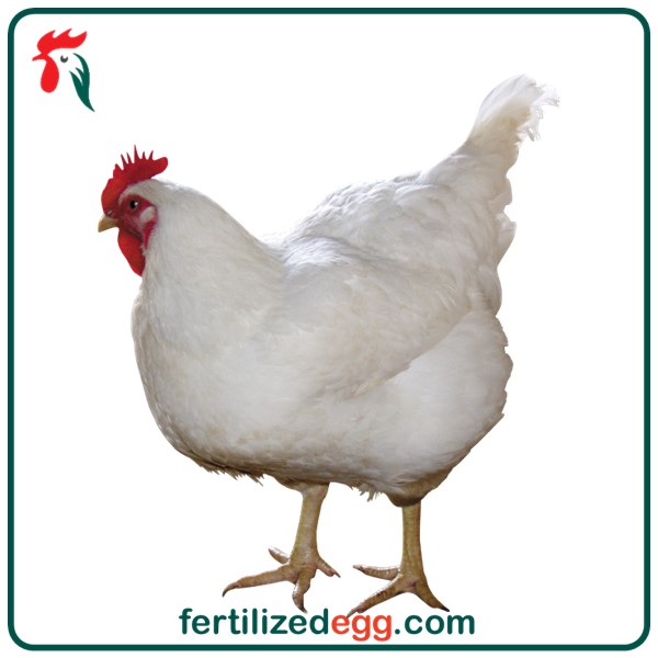 تخم نطفه دار مرغ کاب گوشتی